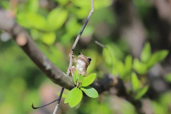 Hnědá Žába Stromu — Stock fotografie