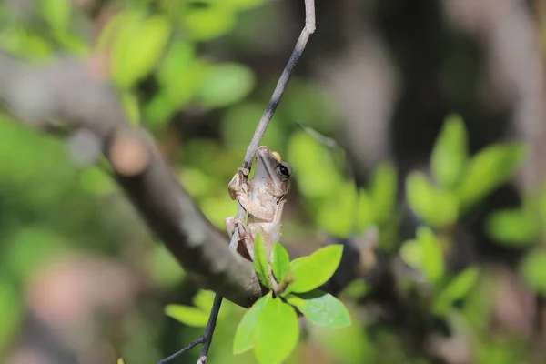 Brown Tree Frog Tree — Photo