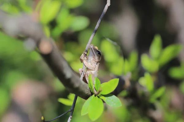 Brown Tree Frog Tree — Stock Fotó