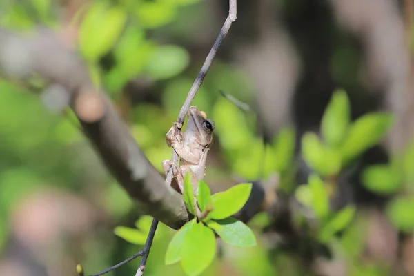 树旁的褐色树蛙 — 图库照片