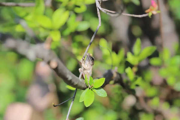 Brown Tree Frog Tree — Photo