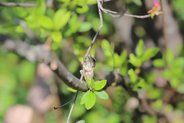 Brown Tree Frog Tree — Photo