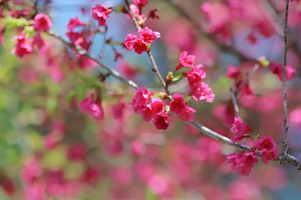 Pembe kiraz çiçekleri, açan Tayvan kiraz çiçekleri.