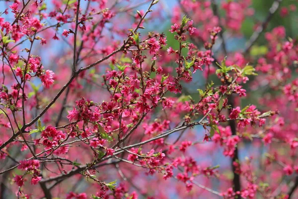 Rosafarbene Kirschblüten Blühende Taiwan Kirschblüten — Stockfoto