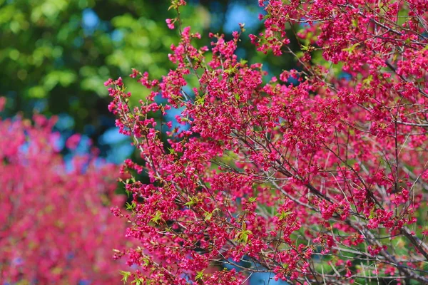 粉红色的樱花 绽放的台湾樱花 — 图库照片