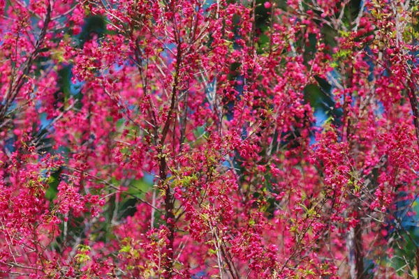 Rosafarbene Kirschblüten Blühende Taiwan Kirschblüten — Stockfoto