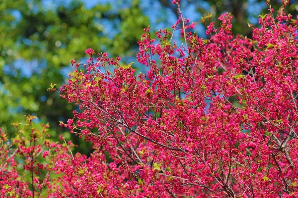 Rosafarbene Kirschblüten Blühende Taiwan Kirschblüten — Stockfoto