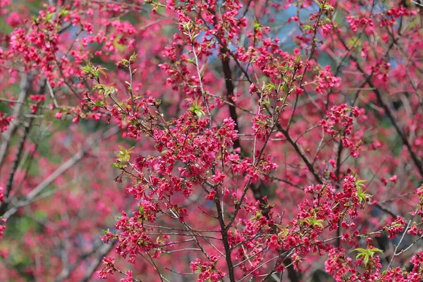 Roze Kersenbloesems Bloeiende Taiwan Kersenbloesems — Stockfoto