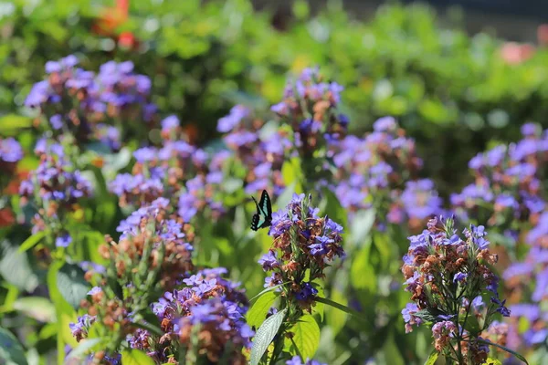 Eranthemum Pulchellum Salvia Azul Camas Muerte —  Fotos de Stock