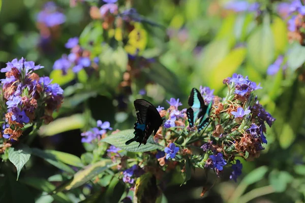 Bir Eranthemum Pulchellum Blue Sage Death Camas — Stok fotoğraf