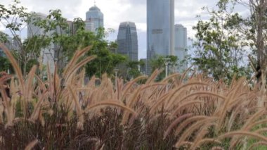 13 Haziran 2021, Miscanthus Merkez ve Batı Bölgesi Gezinti Alanı, hk