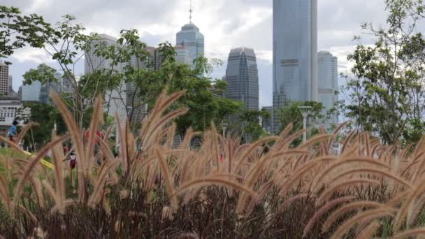 June 2021 Miscanthus Central Western District Promenade — 비디오