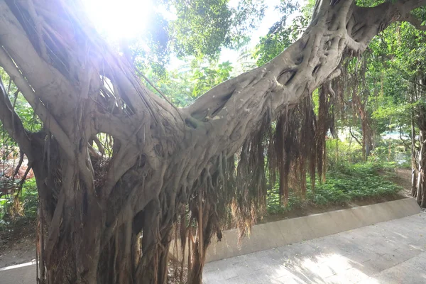 Juin 2021 Arbre Vie Incroyable Arbre Banyan — Photo