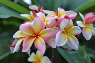 Çiçek açmış bir Plumeria çiçeği.