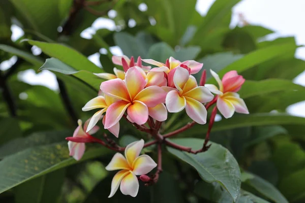 Una Flor Plumeria Plena Floración Frangipani — Foto de Stock