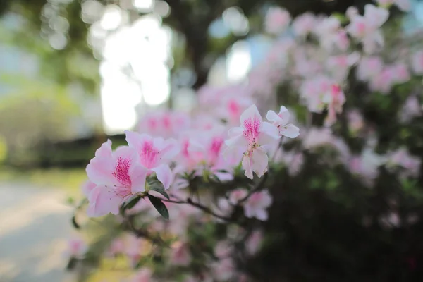 Flower Bed Pink Azalea Blossoms Park — Stock Photo, Image