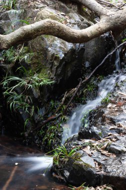 Shing Mun Rezervasyon Deresi manzarası