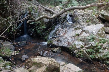 Shing Mun Rezervasyon Deresi manzarası