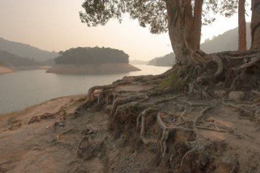 Kağıt havlaması Ağaçlar Shing Mun Barajı, Hong Kong
