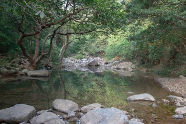 Nehrin yukarısındaki küçük gölet, Shing Mun Reservior.