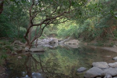 Nehrin yukarısındaki küçük gölet, Shing Mun Reservior.