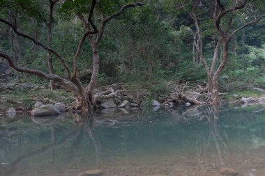 Nehrin yukarısındaki küçük gölet, Shing Mun Reservior.