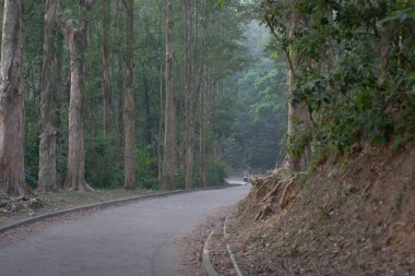 Kağıt havlaması Ağaçlar Shing Mun Barajı, Hong Kong