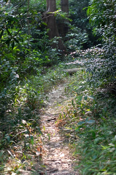 Nov 2006 Sendero Embalse Shing Mun Hong Kong — Foto de Stock