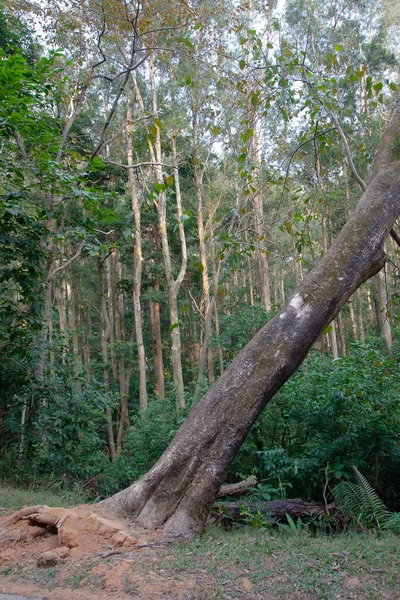 Nov 2006 Reservatório Shing Mun Hong Kong — Fotografia de Stock