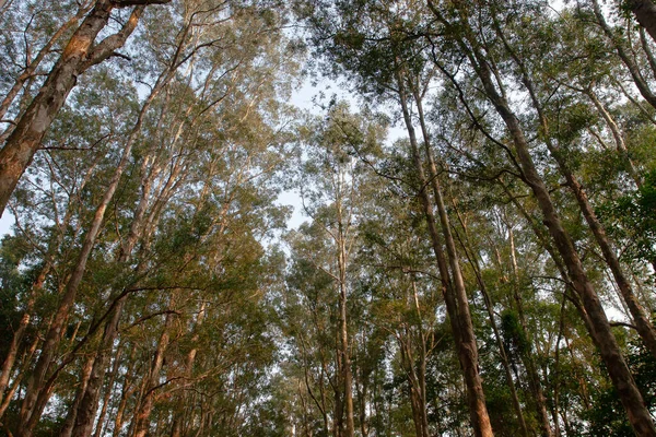 Paperbark Árvores Shing Mun Reservatório Hong Kong — Fotografia de Stock