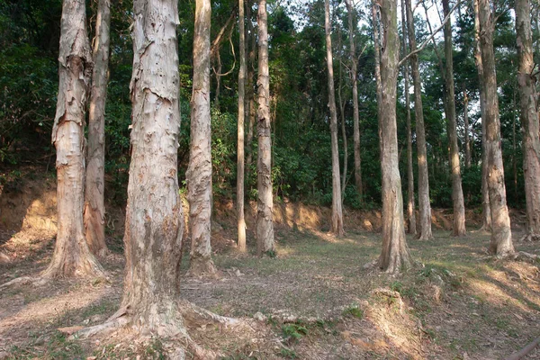 Paperbark Árvores Shing Mun Reservatório Hong Kong — Fotografia de Stock