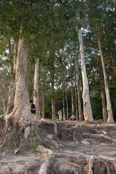 紙樹皮の木 ムンリザーバー香港 — ストック写真