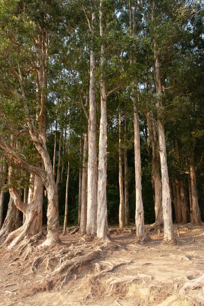 Paperbark Árvores Shing Mun Reservatório Hong Kong — Fotografia de Stock
