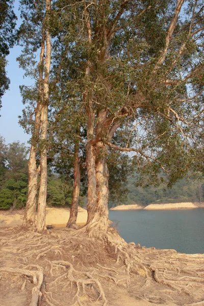 Δέντρα Από Φλοιό Χαρτιού Shing Mun Reservoir Hong Kong — Φωτογραφία Αρχείου