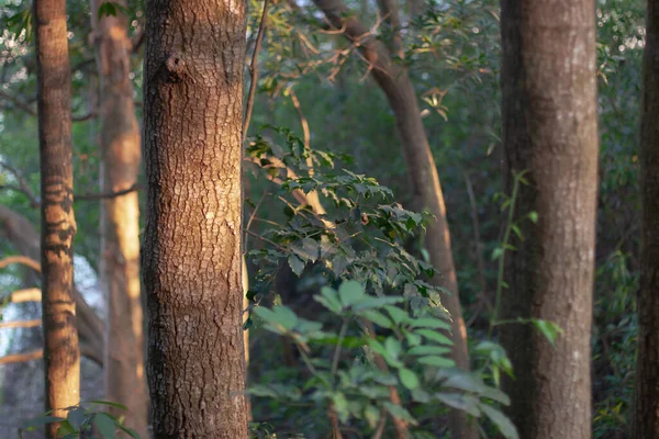 Parte Tronco Árvore Contra Fundo Florestal — Fotografia de Stock