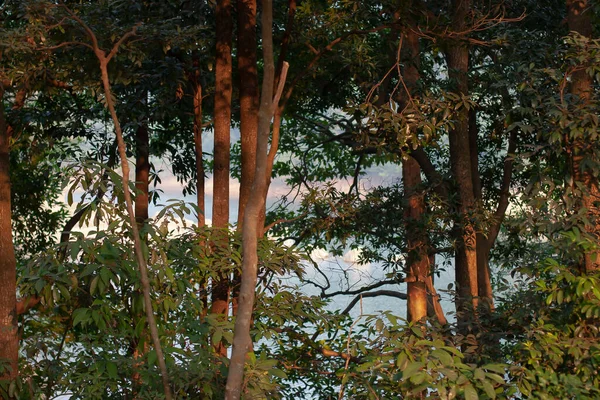 Bagian Dari Batang Pohon Dengan Latar Belakang Hutan — Stok Foto