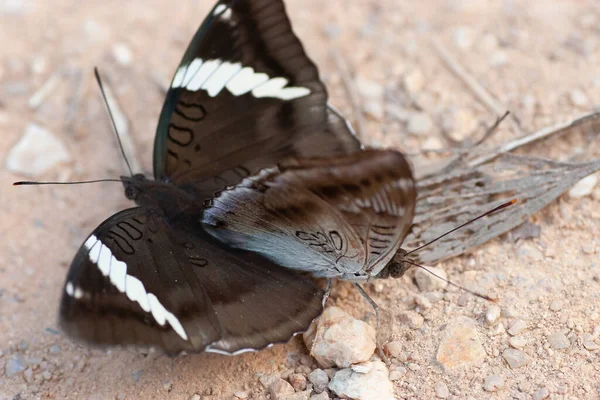 Close Beautiful Couple Butterfly Mating Having Sex — Stock Photo, Image