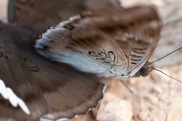 美しいカップル蝶の交尾やセックスの終わり — ストック写真