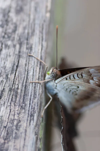 Primer Plano Mariposa Embalse Shing Mun — Foto de Stock