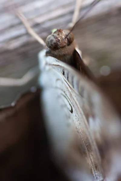 Zavřít Motýla Přehradě Shing Mun — Stock fotografie