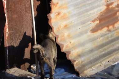 15 Ocak 2021 Hong Kong 'da sokak kedileri.