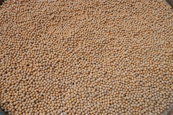 Soy Bean Pattern Food Drink — Fotografia de Stock