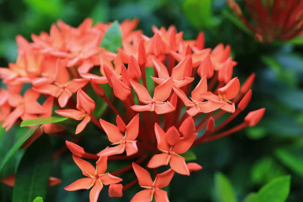 Ένα Λουλούδι Rubiaceae Ixora Cocccinea Λουλούδι Στον Κήπο — Φωτογραφία Αρχείου