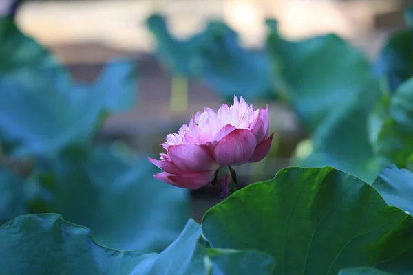 Beauty Pink Lotus Closeup Pond Lotus Field — Stock Photo, Image