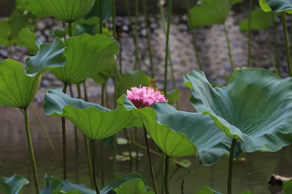 Belleza Loto Rosa Está Primer Plano Estanque Campo Loto — Foto de Stock