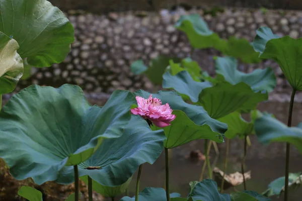 Beauty Pink Lotus Closeup Pond Lotus Field — Stock Photo, Image