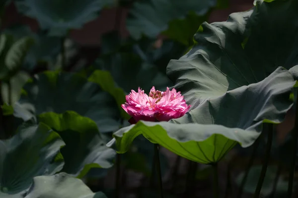 Schönheit Rosa Lotus Ist Großaufnahme Teich Lotusfeld — Stockfoto