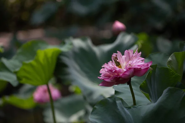 Skönhet Rosa Lotus Närbild Dammen Lotusfält — Stockfoto