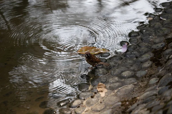 A湖上的海龟 湖中的海龟在阳光下 野兽在自由中 — 图库照片