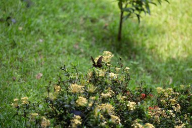 Siyah bir popo sineği çiçek tarhında uçar.